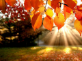 Spel Jigsaw Puzzle: Autumn