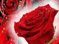 Spel Red Roses