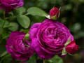 Spel Purple Roses