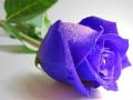 Spel Blue Roses