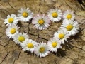 Spel Daisy Heart Jigsaw