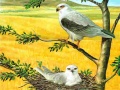 Spel Birds Of Prey Puzzle
