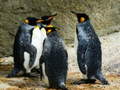 Spel King Penguin Jigsaw