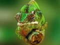 Spel Chameleon Jigsaw
